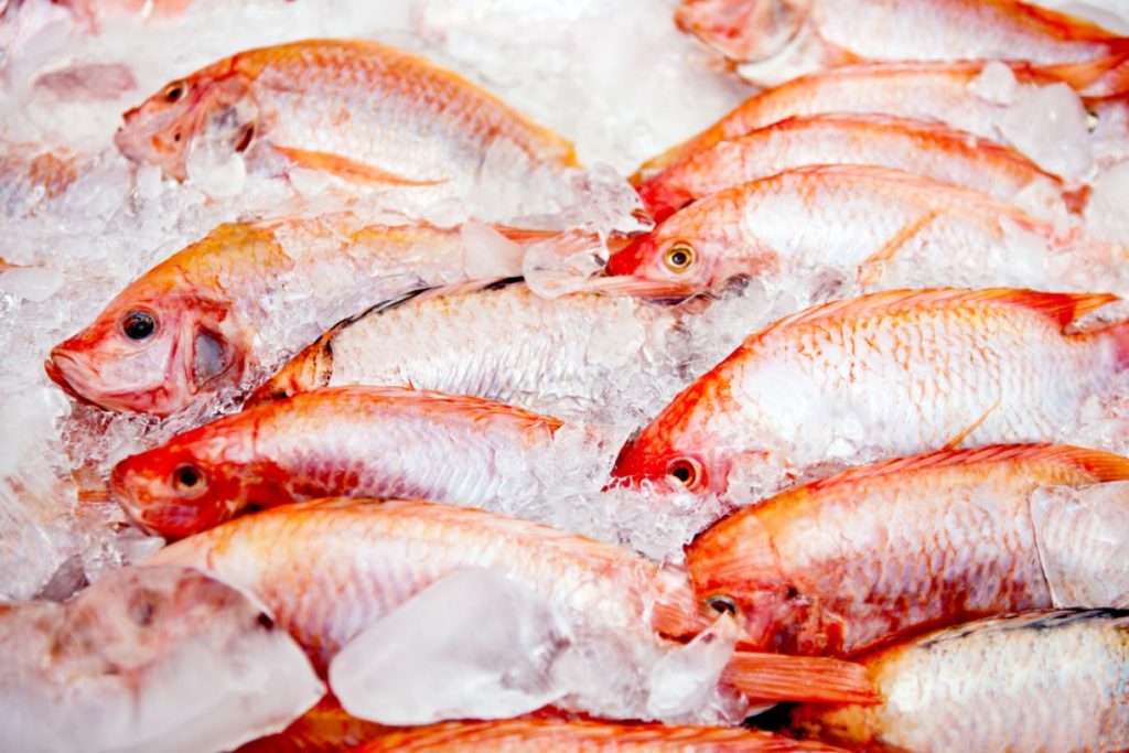 Bunch of raw frozen fish on ice-1
